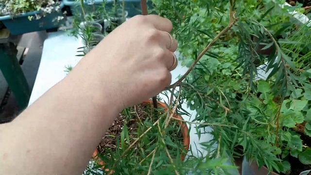 Мелалеука или чайное дерево смотреть онлайн