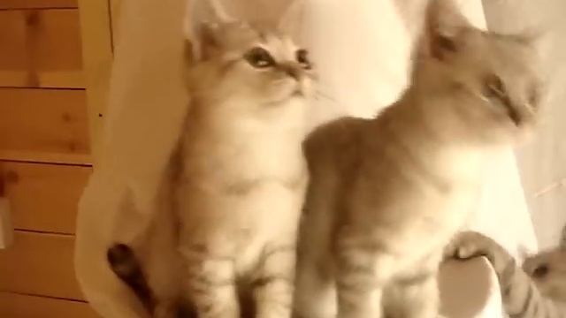 Британские котята (вискас) смотреть онлайн