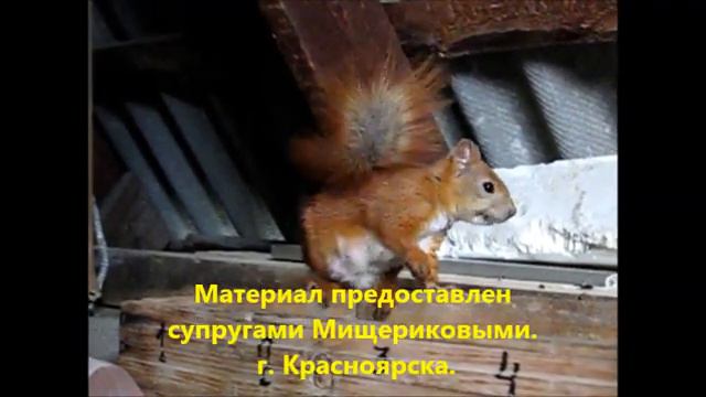 Наблюдение и забота о животном мире. смотреть онлайн