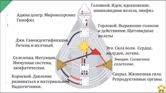 Дизайн человека. Базовый. Занятие 1.2 смотреть онлайн