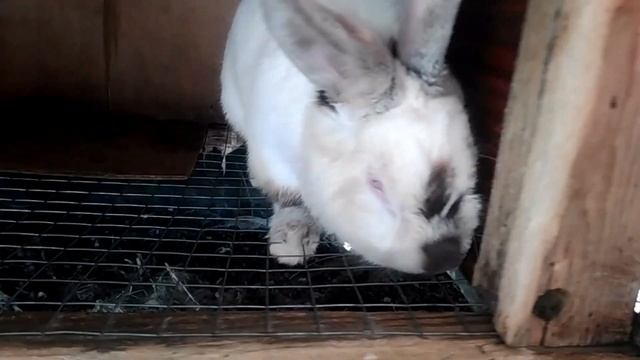 Кролики,Содержание,Лечение,мокрых,глаз,у,кролика,часть 2,