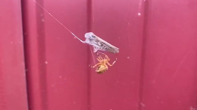 Паук ест кузнечика смотреть онлайн