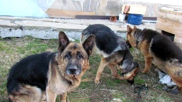 Через 7 лет после пропажи овчарки им постучали в дверь… смотреть онлайн