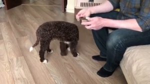 Испанская Водяная Собака