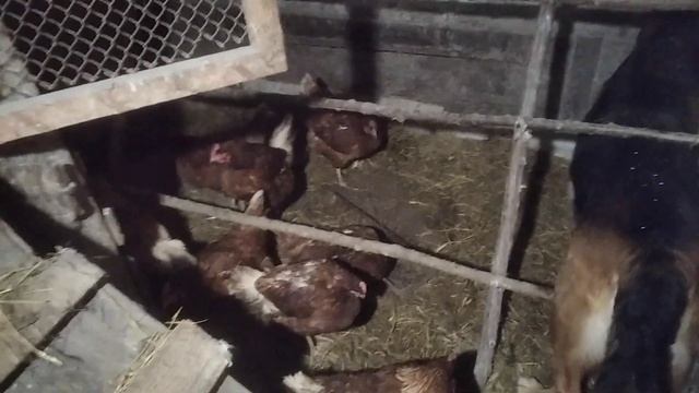 Первый снег,первое яйцо без скорлупы))) смотреть онлайн