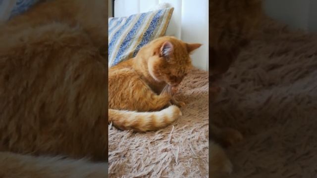 Маникюр дорого. И педикюр - тоже. 19.09.20 ? смотреть онлайн