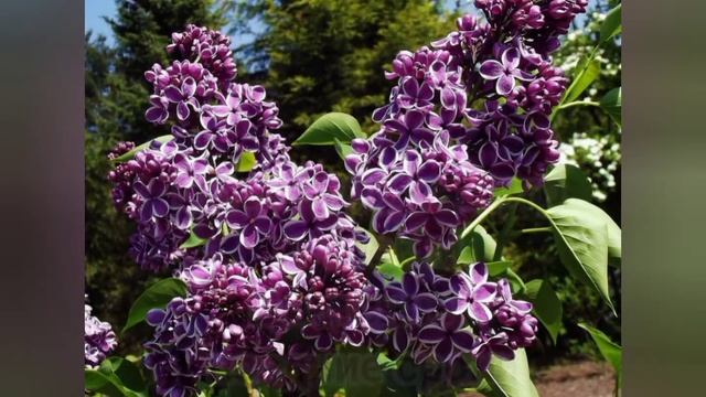 Домостроение Pro