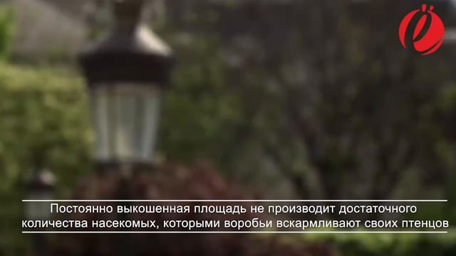 Исчезновение птиц в Таджикистане смотреть онлайн