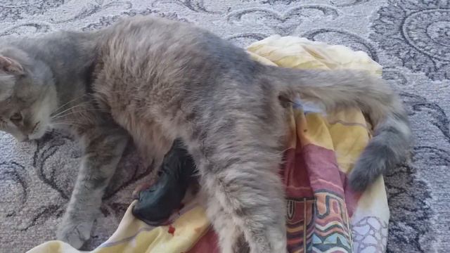 Мурка окотилась смотреть онлайн