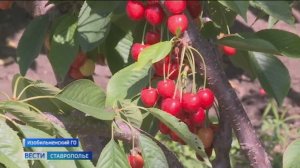 Первый урожай черешни в промышленных масштабах вырастили на Ставрополье