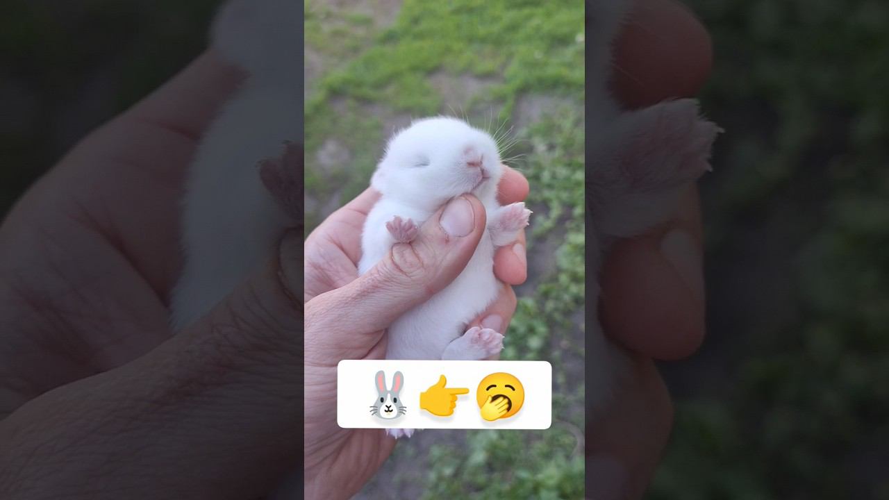 Самый спящий кролик ❤️ смотреть онлайн