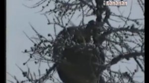 Охота с лайкой в Якутии