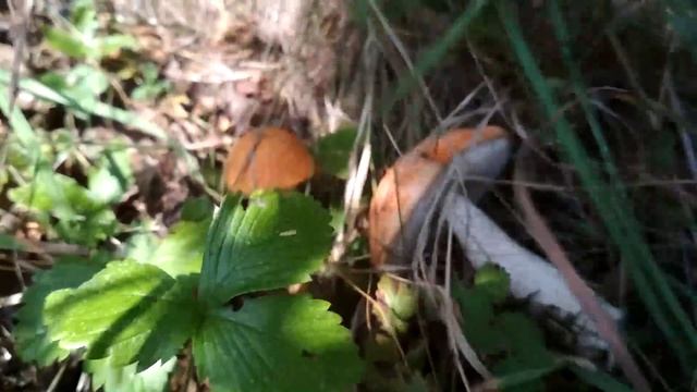 Поход за грибами в лес И тот самый звук срезаемого гриба!!! Как найти грибное место? Поиск грибов. смотреть онлайн