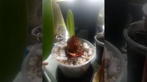 Результат укоренения после зачистки от гнили луковицы гиппеаструма Double King #hippeastrum