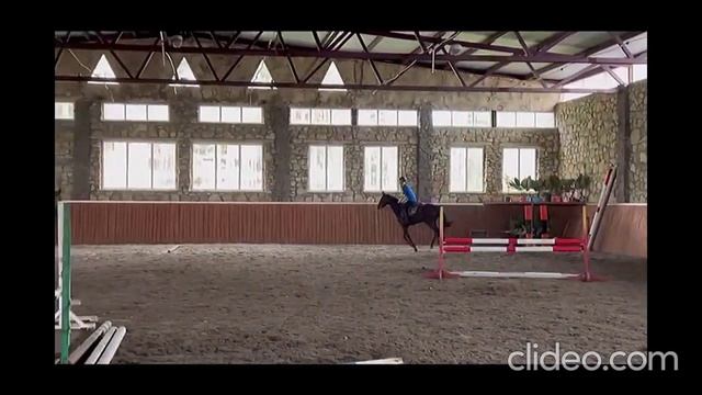 Мерин в конкур. Арт.: 0130 смотреть онлайн