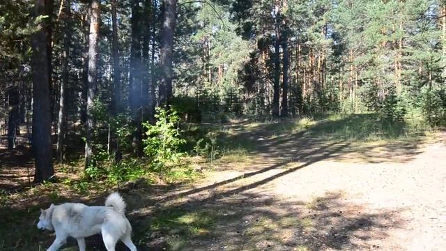 Четырехдневный поход по тайге, Соловьевский, 2 часть смотреть онлайн