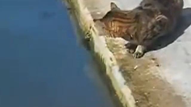 Кот рыболов.