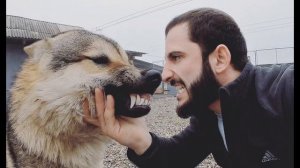 Клип про Агопа и Аяврика (Питбули драгон лайф)