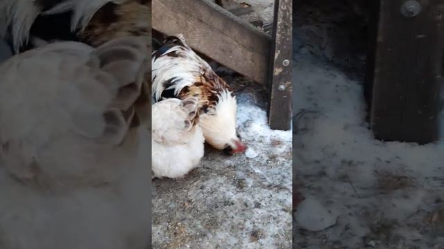 Фавероль окрас лососёвая смотреть онлайн