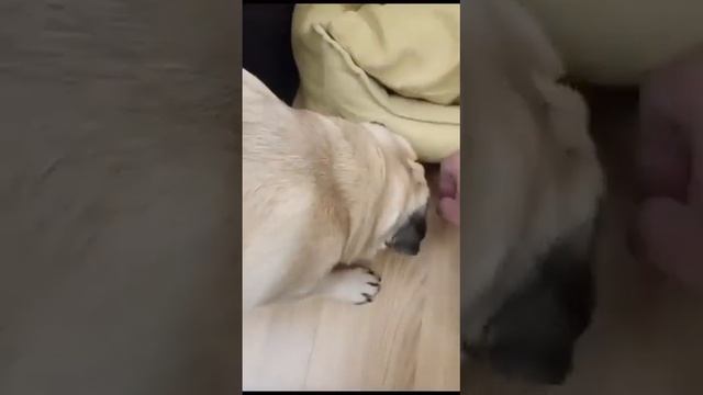 Как мы кормим Мопса смотреть онлайн