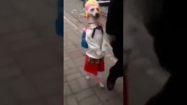 Самая модная собака смотреть онлайн