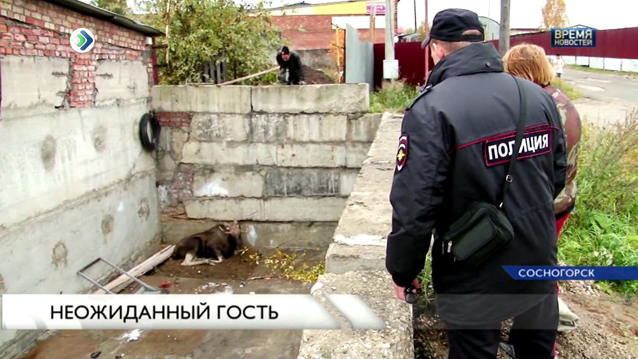 Лось в городе смотреть онлайн