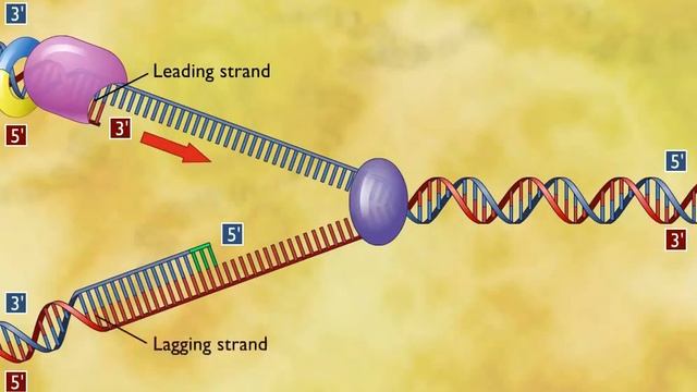 DNA Replication 3D Animation смотреть онлайн