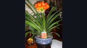 Естествознание «Уход за комнатным растением» (для детей 3-4 лет)