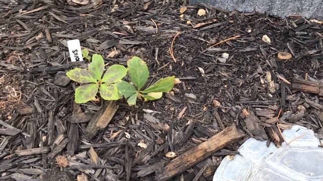 Shade Garden Update смотреть онлайн