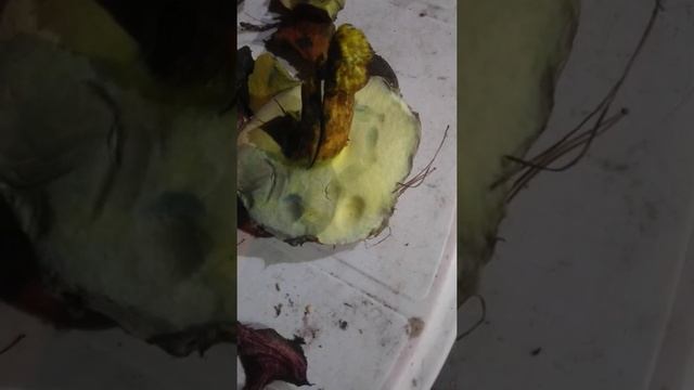 Как проверить грибы смотреть онлайн