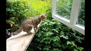 смешные кошечки, собачки 39