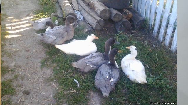 Каких уток лучше разводить Мускусные утки Мулард Пекинка Голубой Фаворит Сельская жизнь Утки на мяс смотреть онлайн