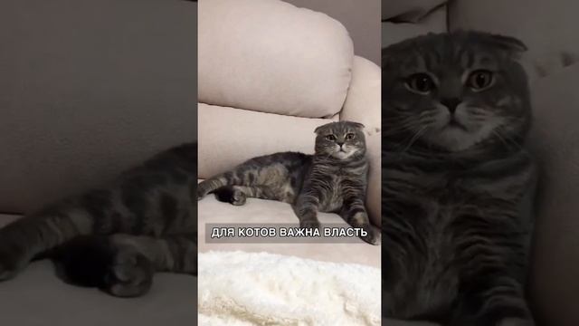 Кот или кошка? Кого выбрать? смотреть онлайн