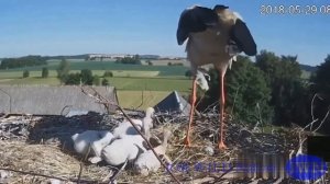 Аисты выкидывают птенцов из гнезда, обрекая на погибель. И такое случается очень часто