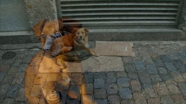 Собака не бросила котенка в беде и выкармливала со своим щенком. Но потом щенка …!