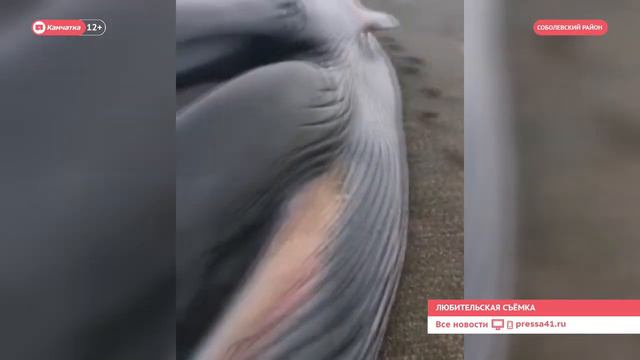 Выбросило тушу кита смотреть онлайн