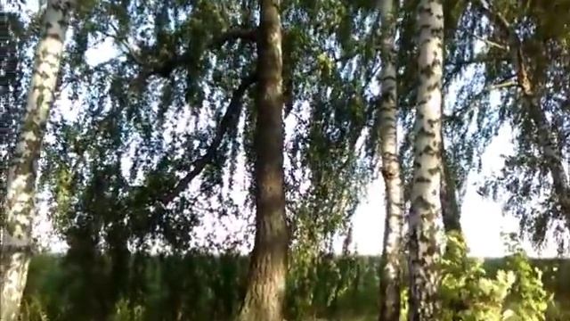 Черная береза, часть 2 смотреть онлайн