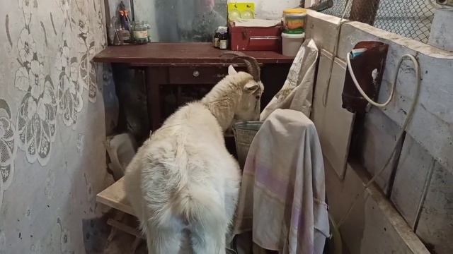 Как кормим НЕТЕЛЬ до ОТЁЛА и ПОСЛЕ ОТЁЛА?! Особенная КОЗА! Крутит головой и пьёт МОЛОКО?