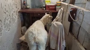 Как кормим НЕТЕЛЬ до ОТЁЛА и ПОСЛЕ ОТЁЛА?! Особенная КОЗА! Крутит головой и пьёт МОЛОКО?