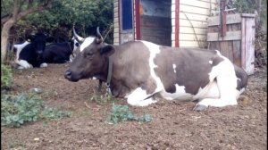 два быка на корову, а толку маловато, сколько можно их осеменять