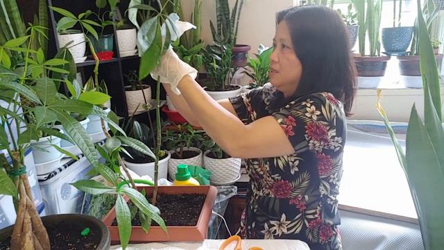 #56 vlog//PROPAGATING MONEY TREE WITHOUT CUTTING/pagpapa ugat/experiment// Tita Ems Tv. смотреть онлайн