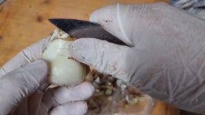 мучнистый червец на луковице гиппеаструма Daphne