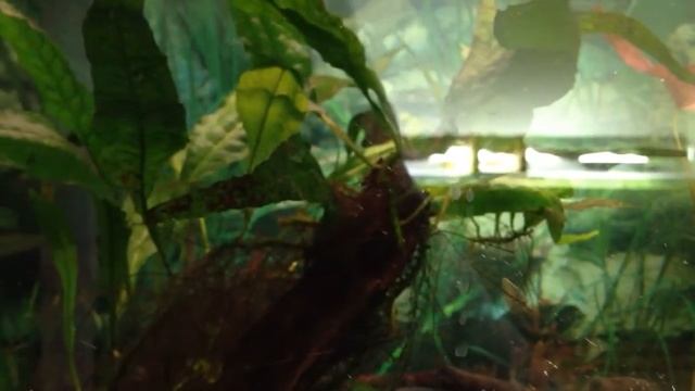 Plant Species Profile # 3: Java Fern (Microsorum pteropus) смотреть онлайн