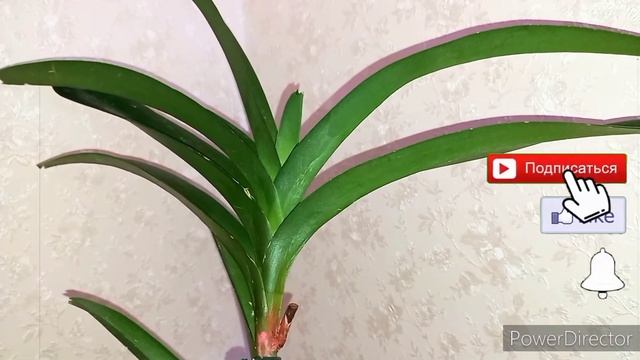 Орхидея Ванда (аскоценда) через 4 месяца после покупки удивила. Немного об уходе. смотреть онлайн