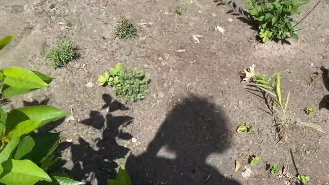 Дачний Влог. Огірки, ягоди, квіти… смотреть онлайн