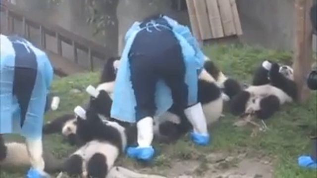 Пандочки завтракают смотреть онлайн