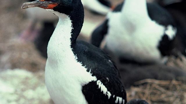 Chatham Island shag - New Zealand Bird of the Week смотреть онлайн