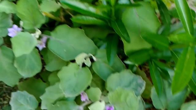 How🤔 to collect 🕊Candytuft Flowers 💐SEEDS||Best winter flowers plants смотреть онлайн
