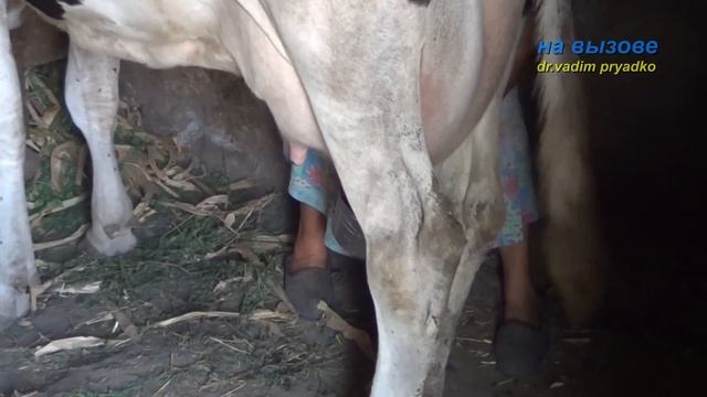 Мастит в селе. Лечение. смотреть онлайн