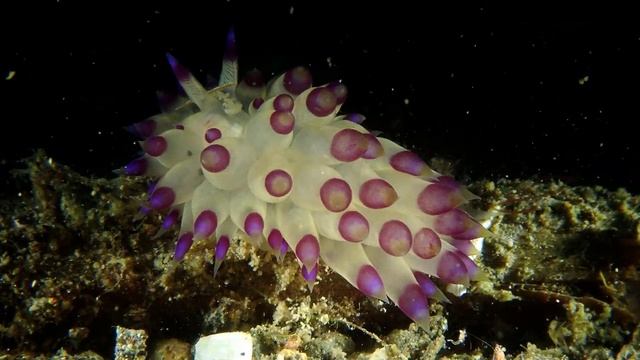 Olympus Tg-6 Macro 【SEA SLUG with ♪ PRICE TAG ♪♪BEAT♪】 Olympus Tg-6 Underwater 【Olympus Tg-6 Video смотреть онлайн